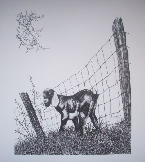 Baby Goat Pen & Ink Print